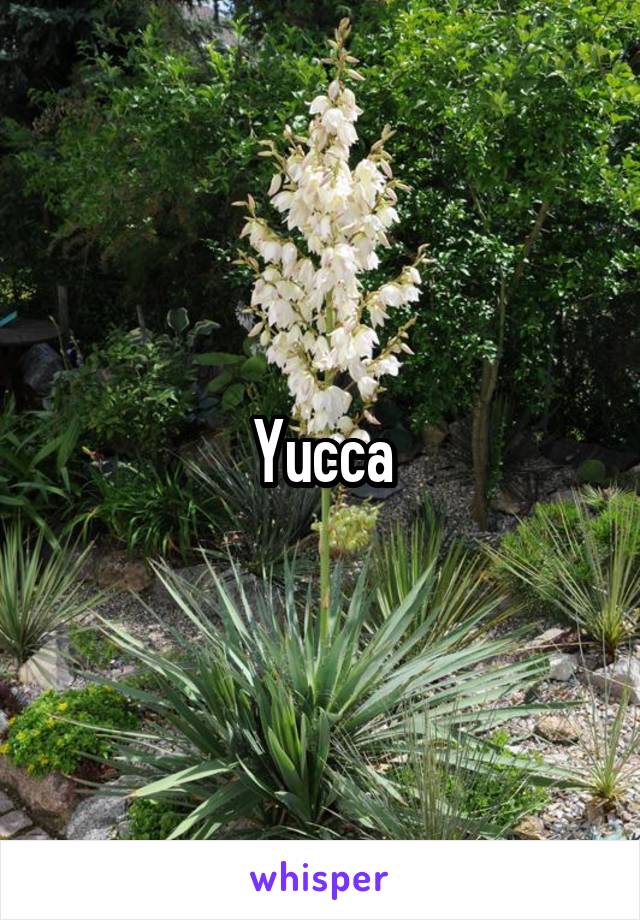 Yucca