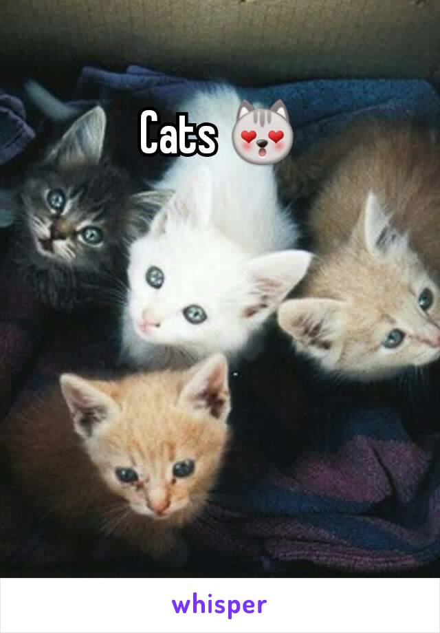 Cats 😻