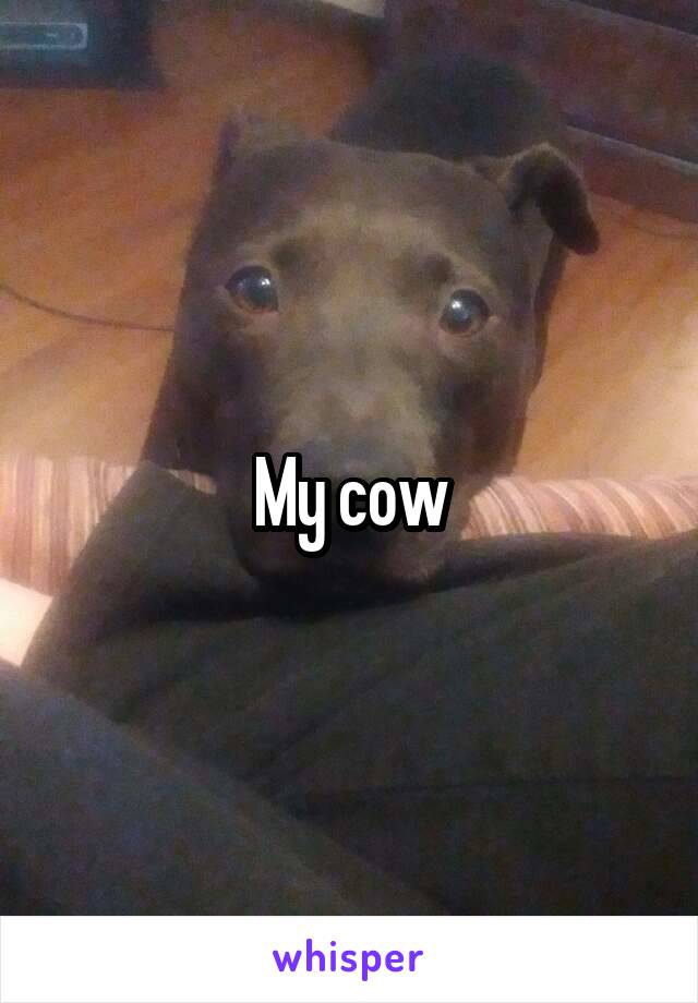 My cow