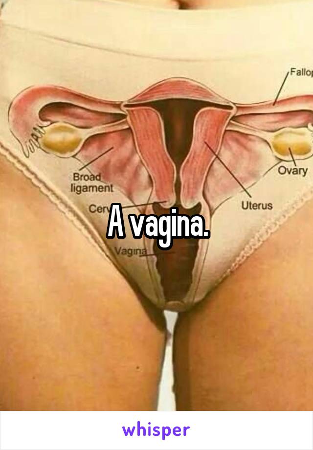 A vagina.