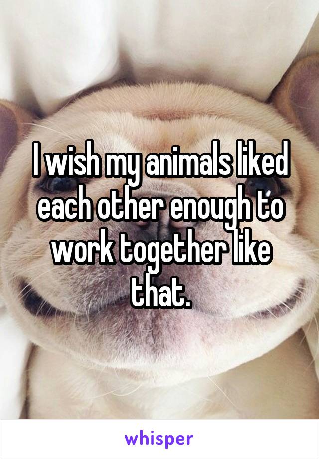 I wish my animals liked each other enough to work together like that.
