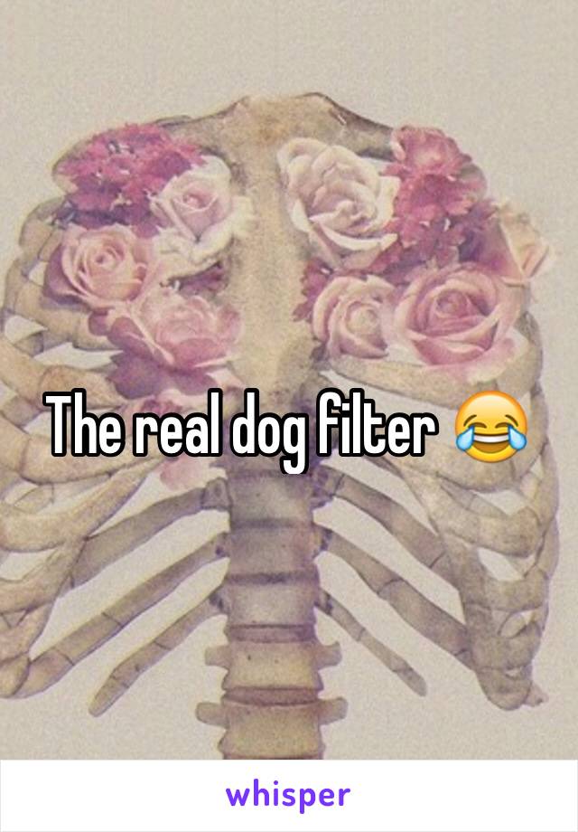 The real dog filter 😂