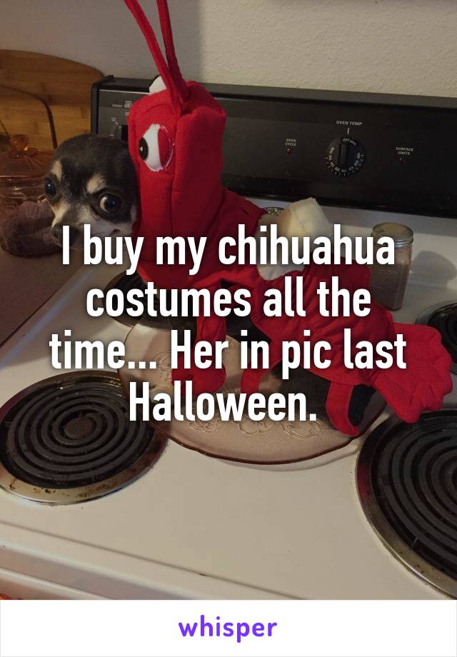 I buy my chihuahua costumes all the time... Her in pic last Halloween. 