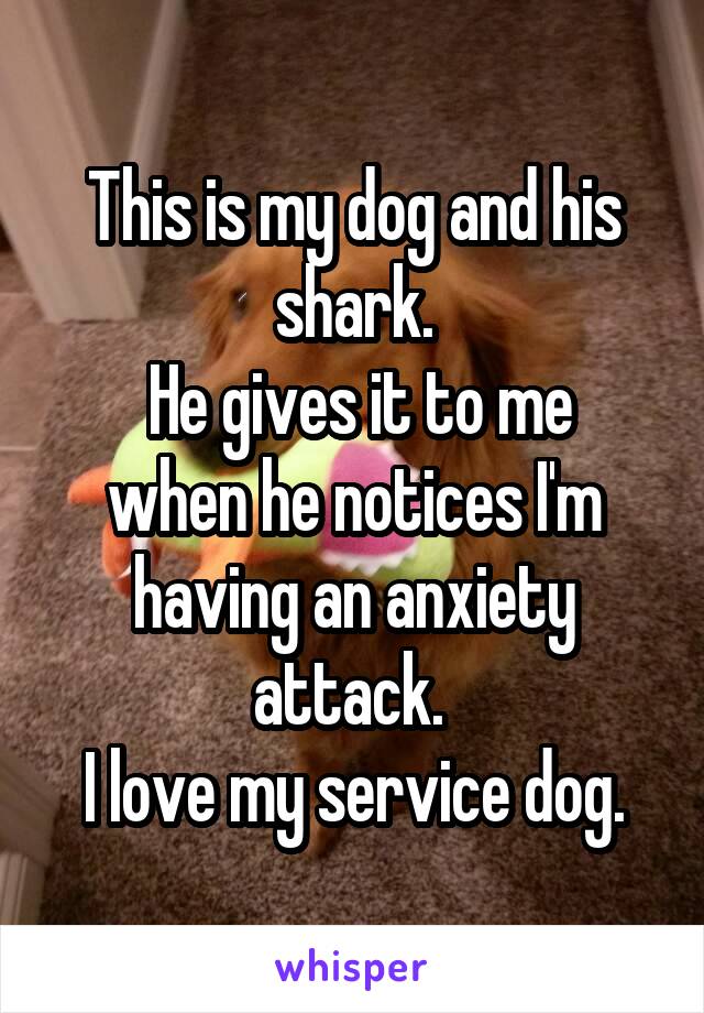 This is my dog and his shark.
 He gives it to me when he notices I'm having an anxiety attack. 
I love my service dog.
