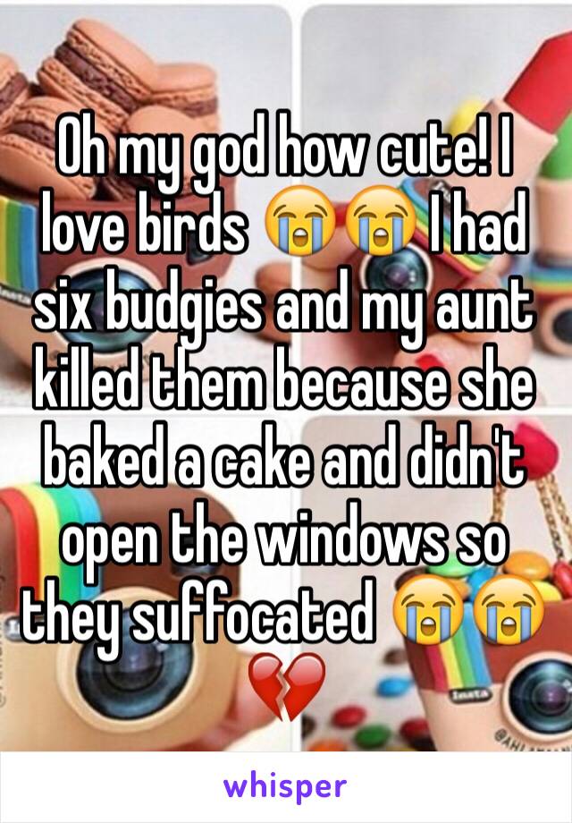 Oh my god how cute! I love birds 😭😭 I had six budgies and my aunt killed them because she baked a cake and didn't open the windows so they suffocated 😭😭💔