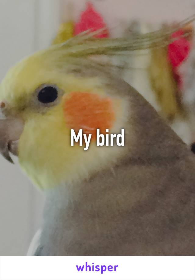 My bird