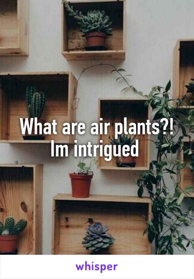 What are air plants?! Im intrigued 