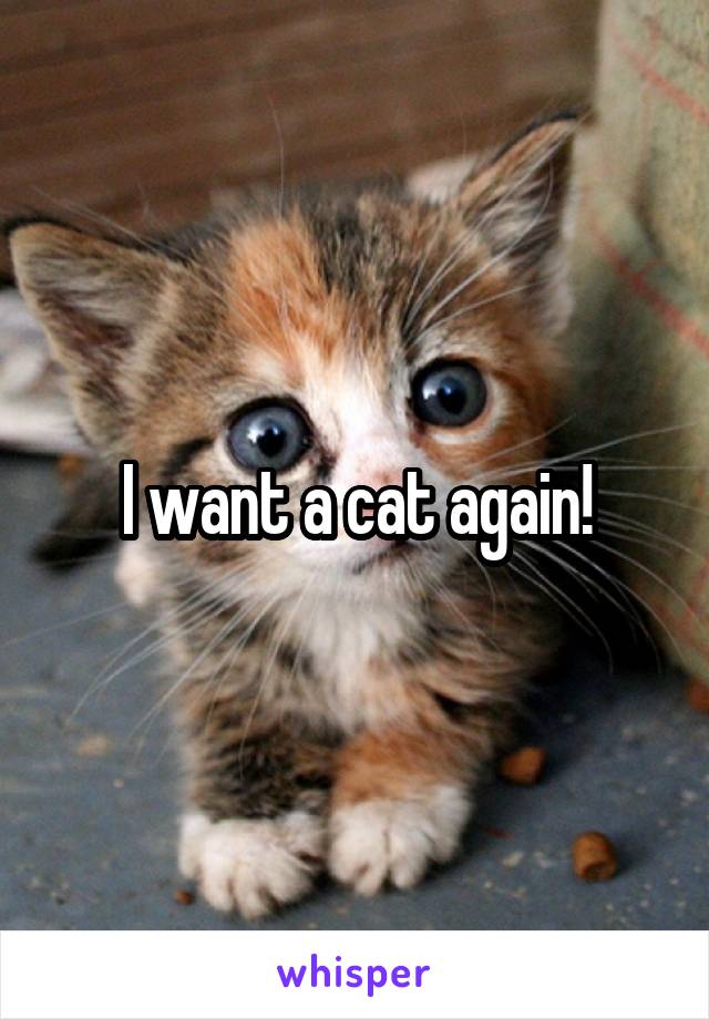 I want a cat again!