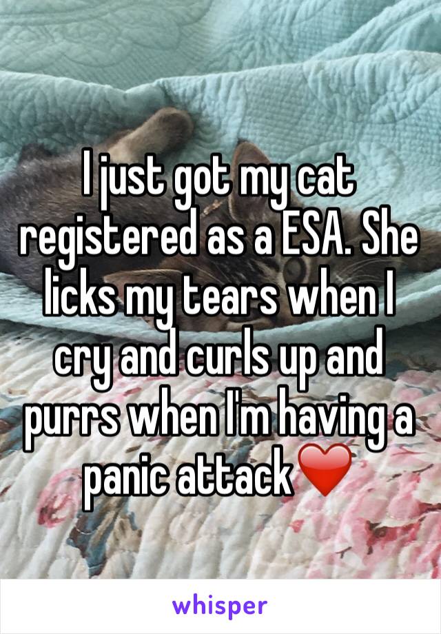 I just got my cat registered as a ESA. She licks my tears when I cry and curls up and purrs when I'm having a panic attack❤️