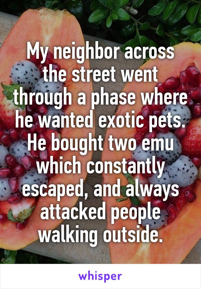 My neighbor across the street went through a phase where he wanted exotic pets. He bought two emu which constantly escaped, and always attacked people walking outside.