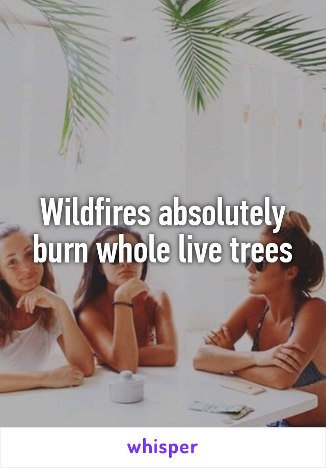 Wildfires absolutely burn whole live trees