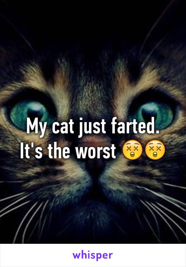 My cat just farted. 
It's the worst 😲😲