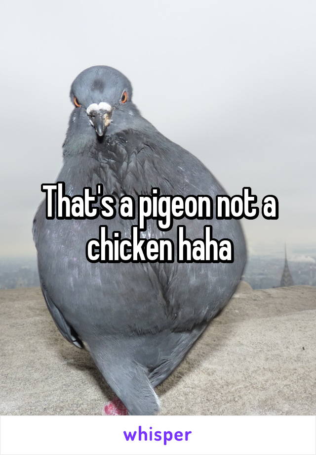 That's a pigeon not a chicken haha
