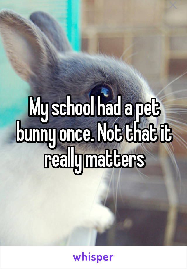 My school had a pet bunny once. Not that it really matters