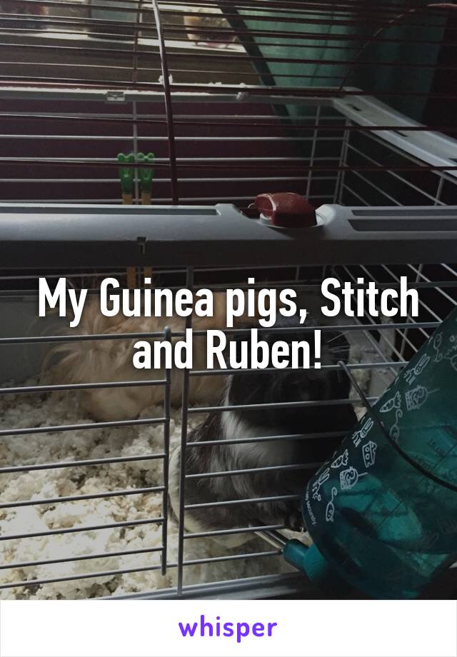 My Guinea pigs, Stitch and Ruben!