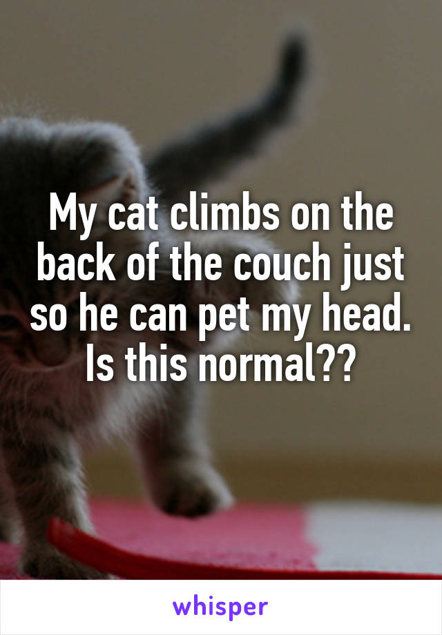 My cat climbs on the back of the couch just so he can pet my head. Is this normal??
