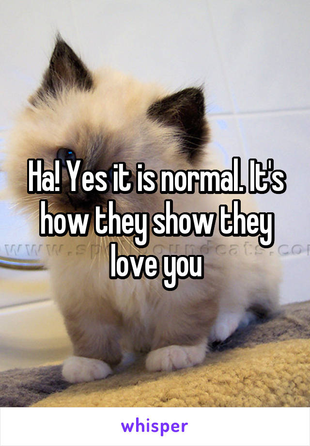 Ha! Yes it is normal. It's how they show they love you