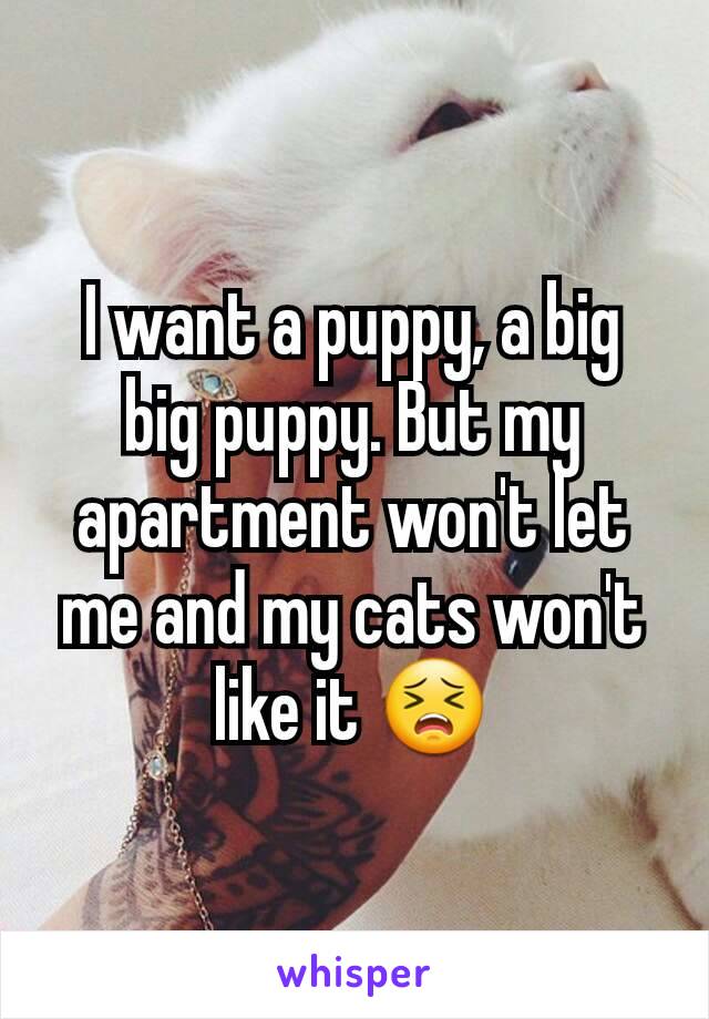 I want a puppy, a big big puppy. But my apartment won't let me and my cats won't like it 😣