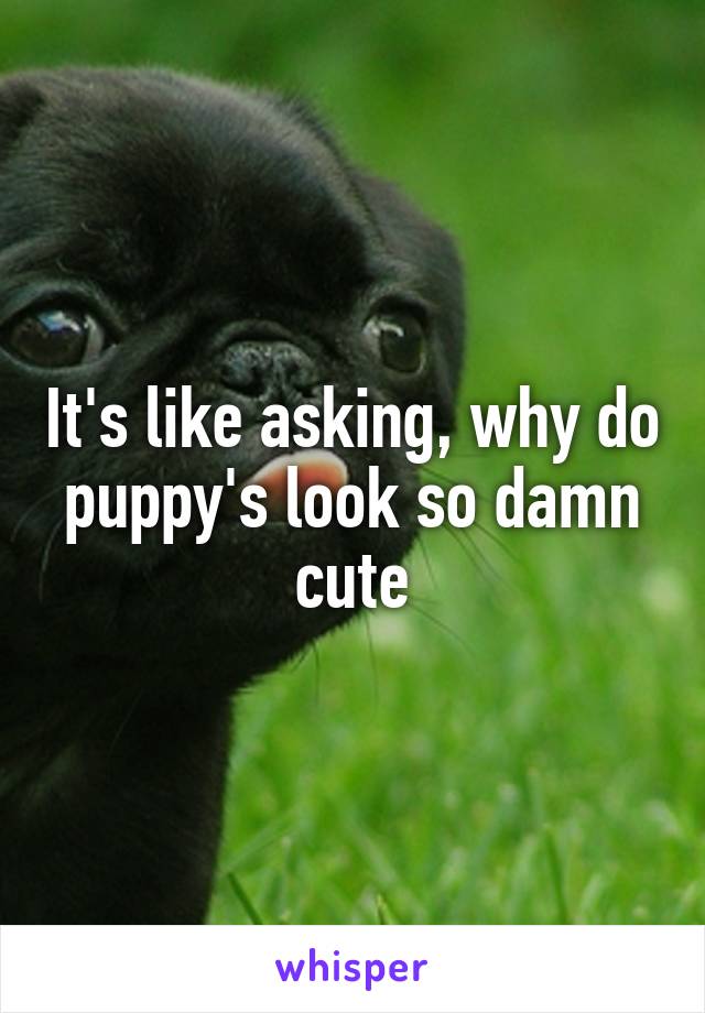 It's like asking, why do puppy's look so damn cute