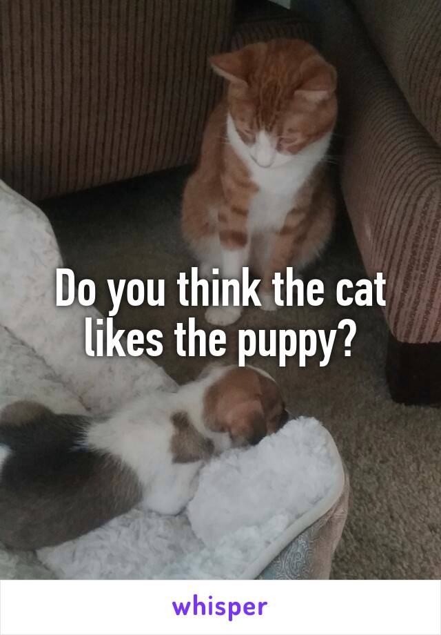 Do you think the cat likes the puppy?