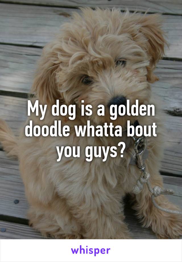 My dog is a golden doodle whatta bout you guys?