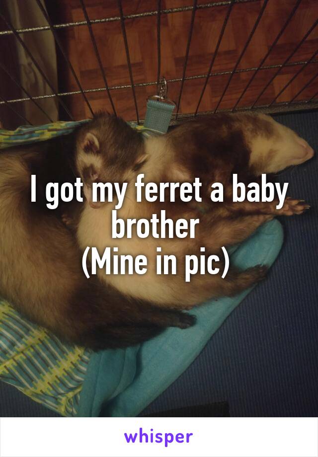 I got my ferret a baby brother 
(Mine in pic) 