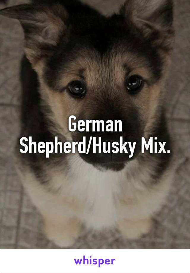 German Shepherd/Husky Mix.