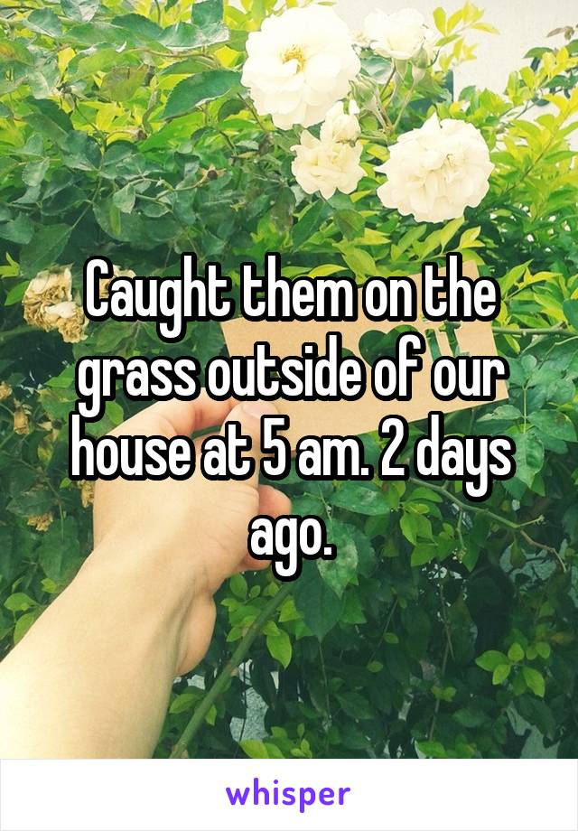 Caught them on the grass outside of our house at 5 am. 2 days ago.