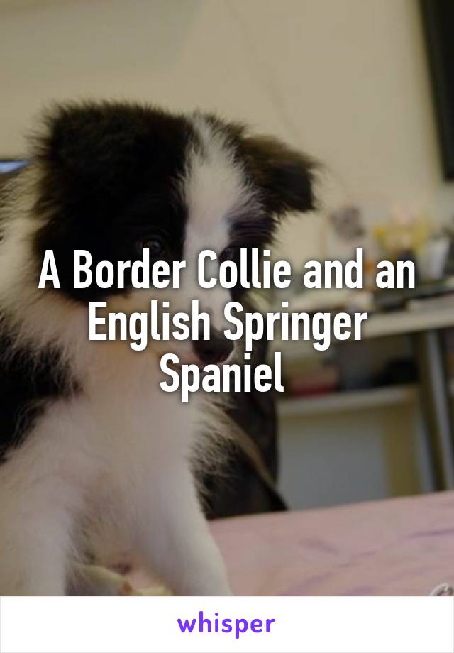 A Border Collie and an English Springer Spaniel 