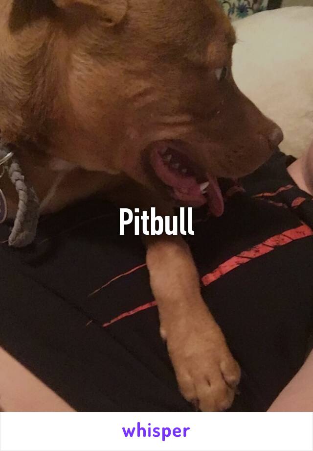 Pitbull