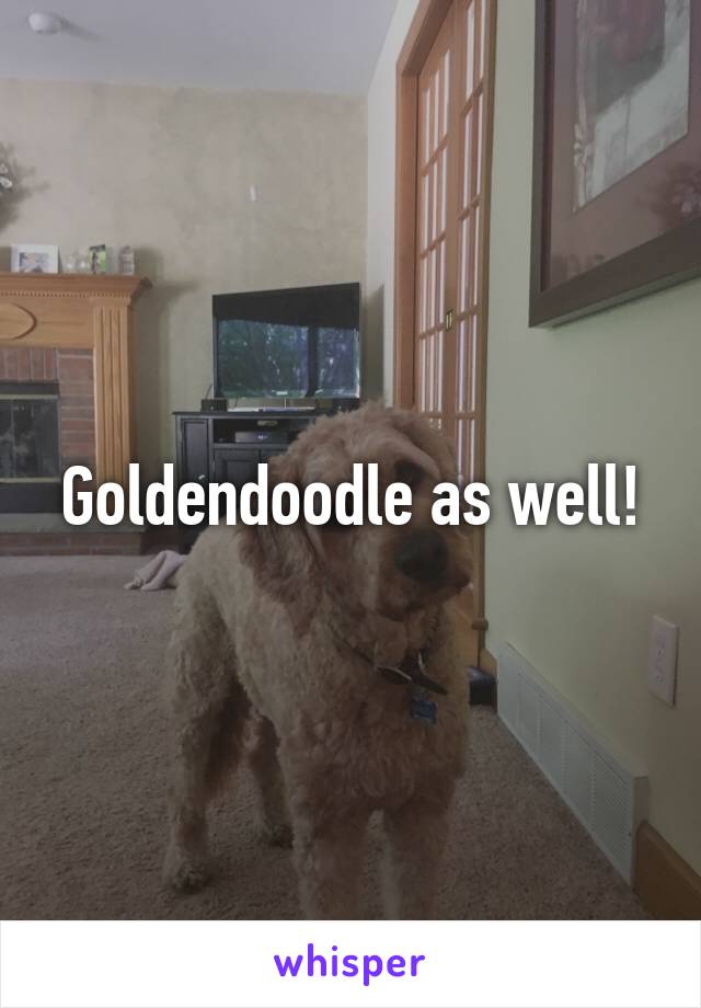 Goldendoodle as well!