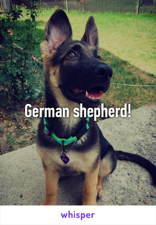 German shepherd!