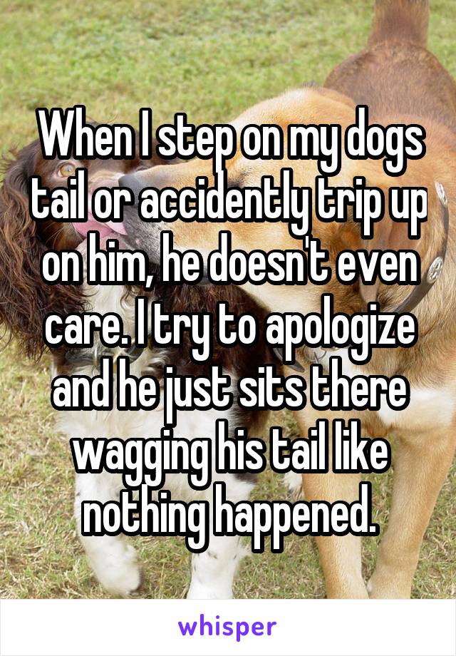 When I step on my dogs tail or accidently trip up on him, he doesn't even care. I try to apologize and he just sits there wagging his tail like nothing happened.