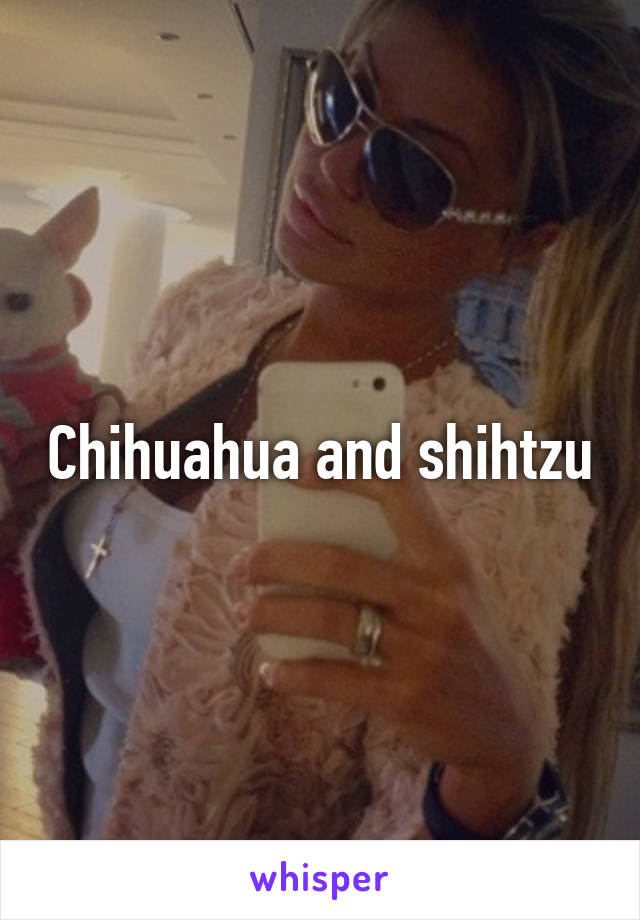 Chihuahua and shihtzu