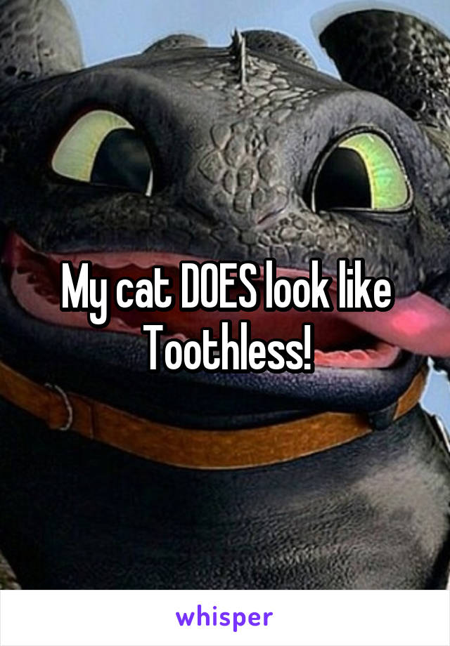 My cat DOES look like Toothless!