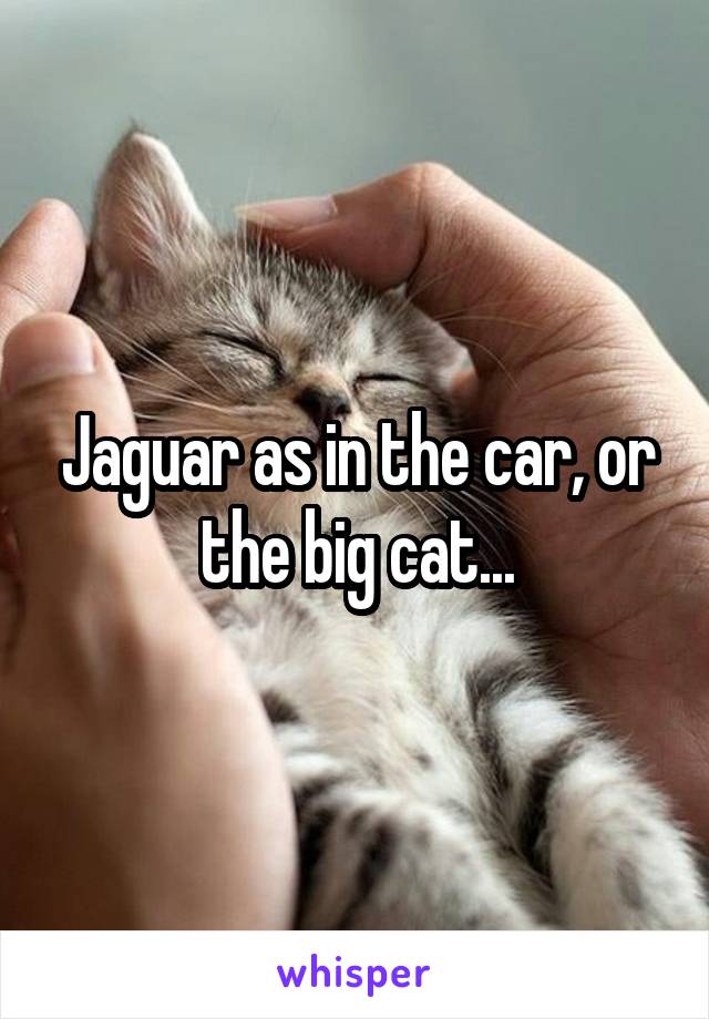 Jaguar as in the car, or the big cat...