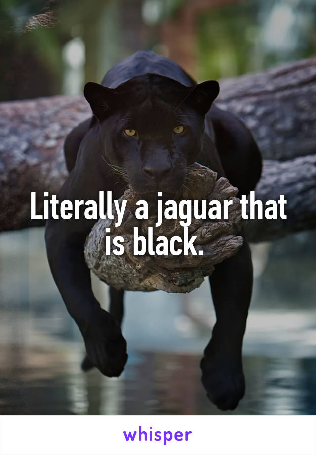 Literally a jaguar that is black. 
