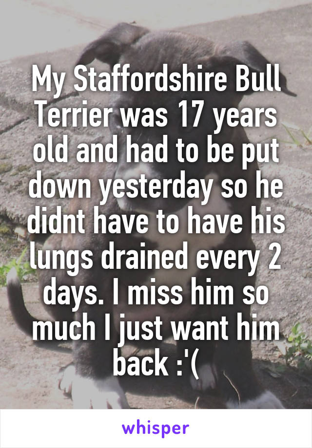 My Staffordshire Bull Terrier was 17 years old and had to be put down yesterday so he didnt have to have his lungs drained every 2 days. I miss him so much I just want him back :'(