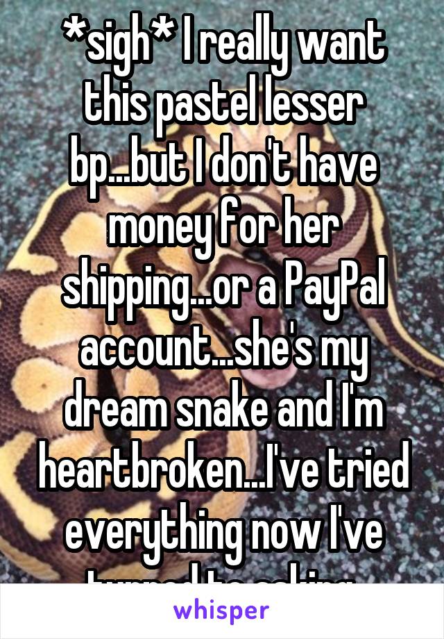 *sigh* I really want this pastel lesser bp...but I don't have money for her shipping...or a PayPal account...she's my dream snake and I'm heartbroken...I've tried everything now I've turned to asking.