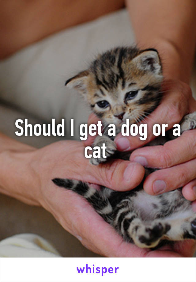 Should I get a dog or a cat 