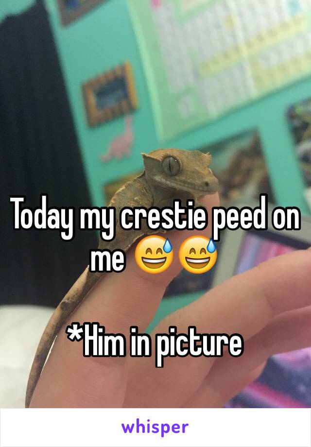 Today my crestie peed on me 😅😅 

*Him in picture