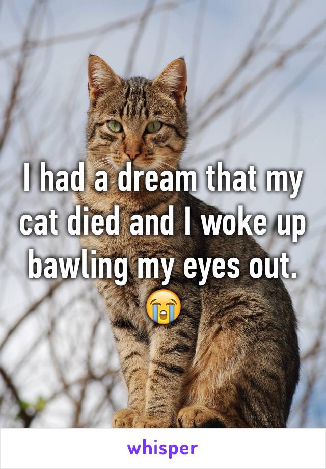 I had a dream that my cat died and I woke up bawling my eyes out. 😭