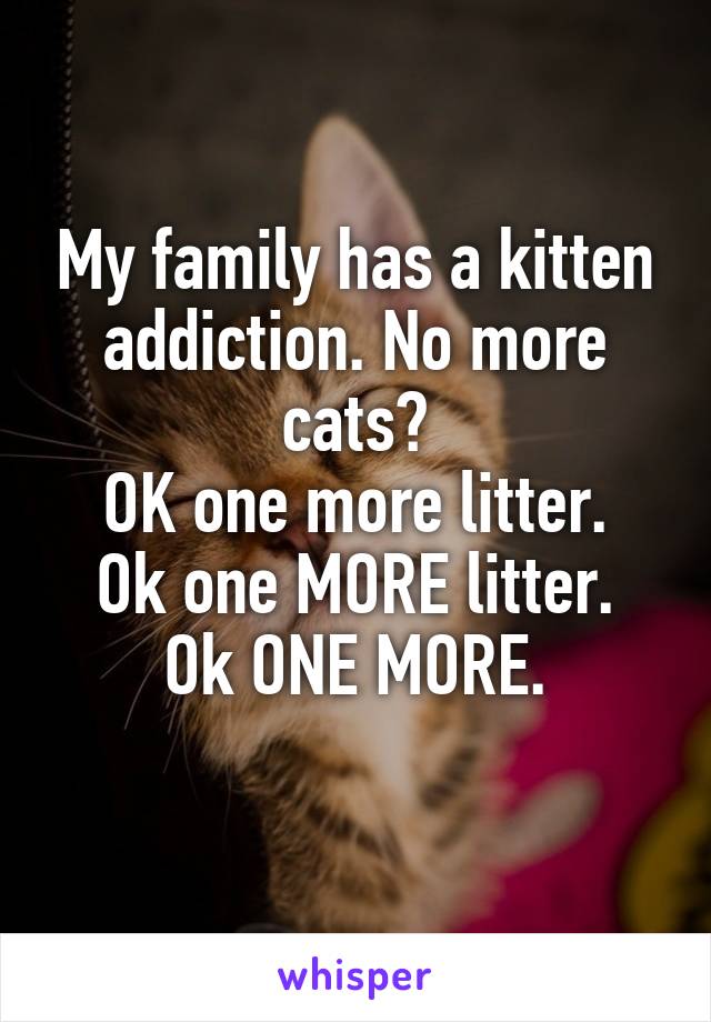 My family has a kitten addiction. No more cats?
OK one more litter.
Ok one MORE litter.
Ok ONE MORE.
