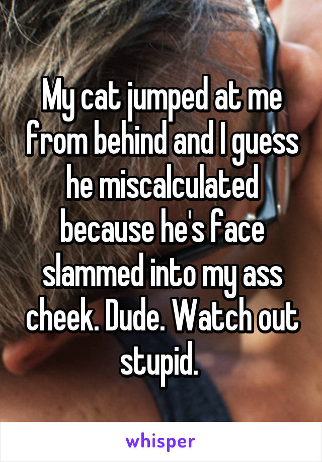 My cat jumped at me from behind and I guess he miscalculated because he's face slammed into my ass cheek. Dude. Watch out stupid. 