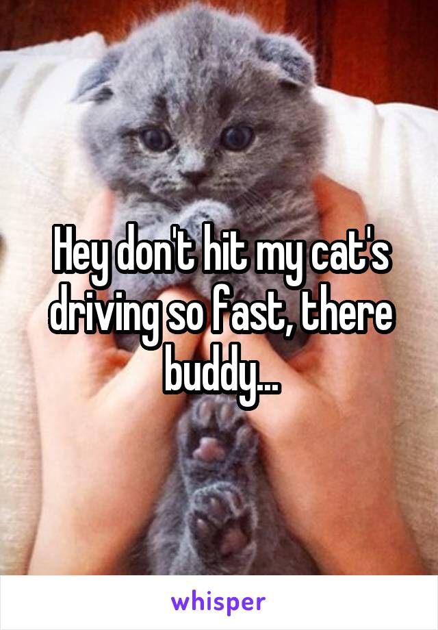 Hey don't hit my cat's driving so fast, there buddy...