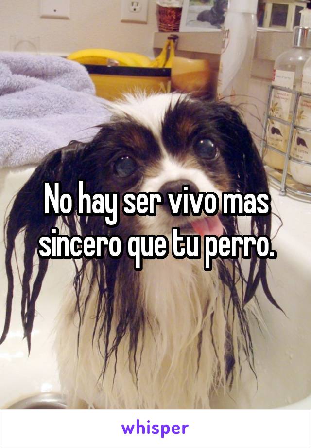 No hay ser vivo mas sincero que tu perro.