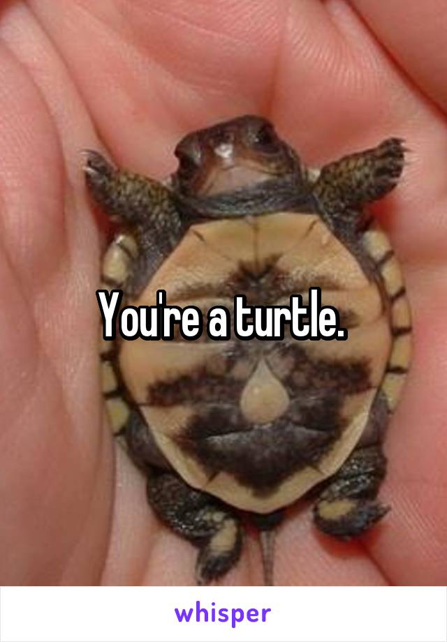 You're a turtle. 