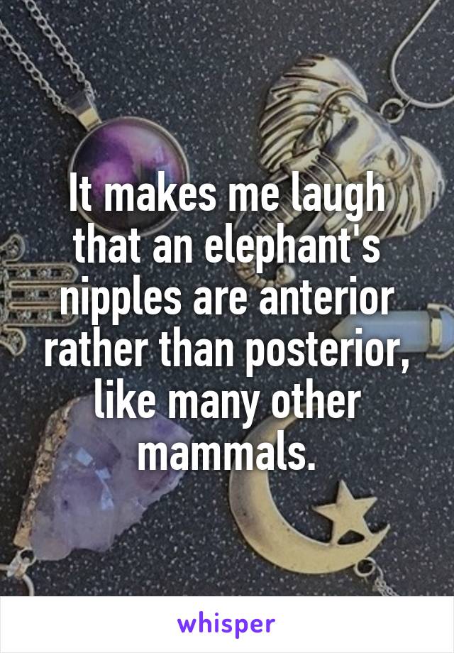 It makes me laugh that an elephant's nipples are anterior rather than posterior, like many other mammals.