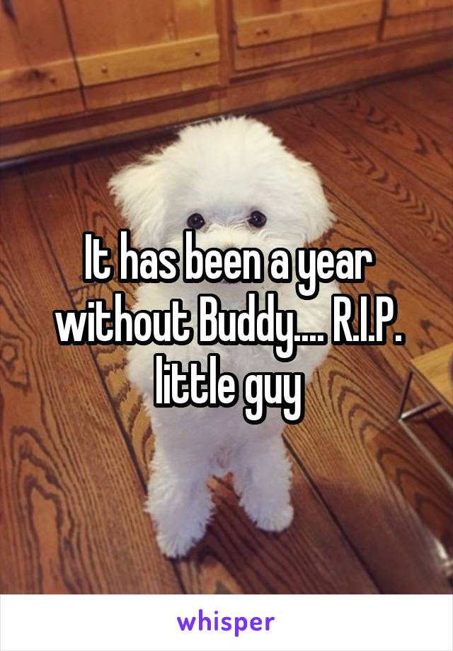 It has been a year without Buddy.... R.I.P. little guy