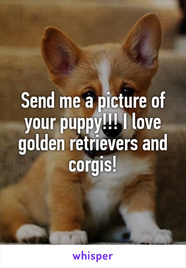 Send me a picture of your puppy!!! I love golden retrievers and corgis!